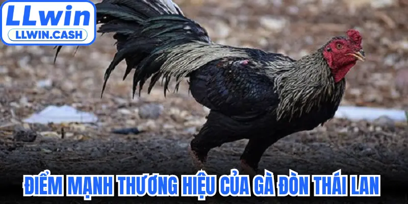Gà Đòn Thái Lan: Đẳng Cấp Chiến Kê Trên Mọi Sới Đấu 3 Những điểm mạnh thương hiệu của gà đòn Thái Lan