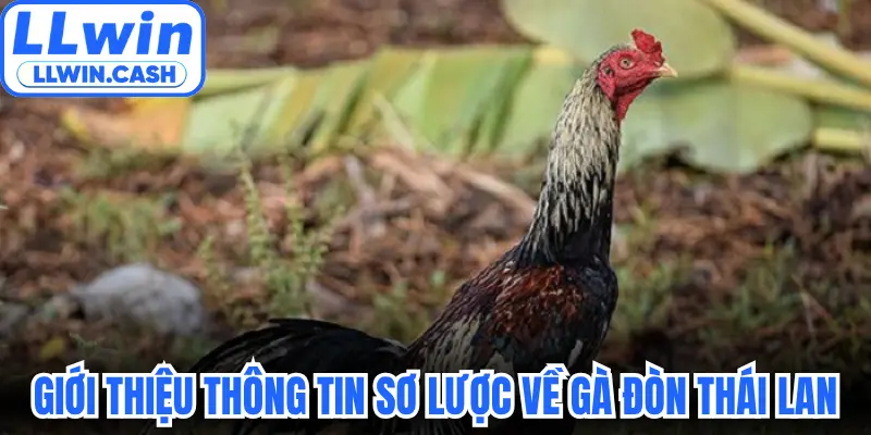 Gà Đòn Thái Lan: Đẳng Cấp Chiến Kê Trên Mọi Sới Đấu 2 Giới thiệu thông tin sơ lược về gà đòn Thái Lan