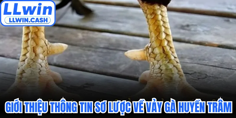 Vảy Gà Huyền Trâm: Thần Kê Dị Tướng Đá Đâu Thắng Đó 2 Giới thiệu thông tin sơ lược về vảy gà Huyền Trâm