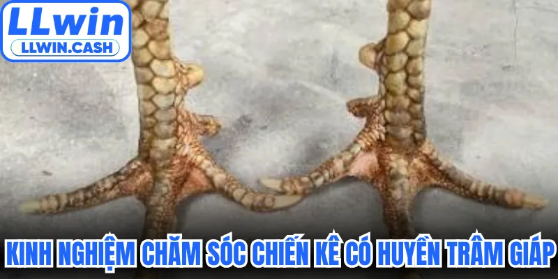 Vảy Gà Huyền Trâm: Thần Kê Dị Tướng Đá Đâu Thắng Đó 4 Kinh nghiệm chăm sóc chiến kê có Huyền Trâm giáp