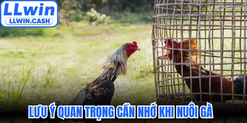 Gà Đòn Thái Lan: Đẳng Cấp Chiến Kê Trên Mọi Sới Đấu 4 Lưu ý quan trọng cần nhớ khi nuôi gà