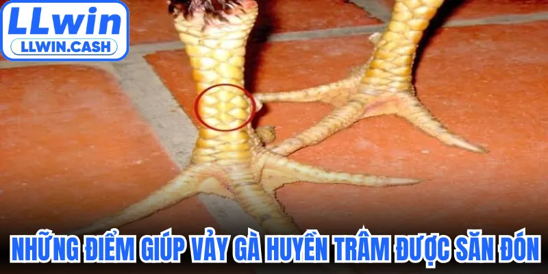 Vảy Gà Huyền Trâm: Thần Kê Dị Tướng Đá Đâu Thắng Đó 3 Những điểm giúp vảy gà Huyền Trâm được săn đón